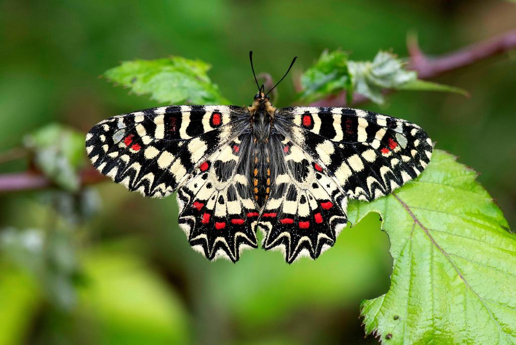 Hallan amplio flujo genético en mariposas