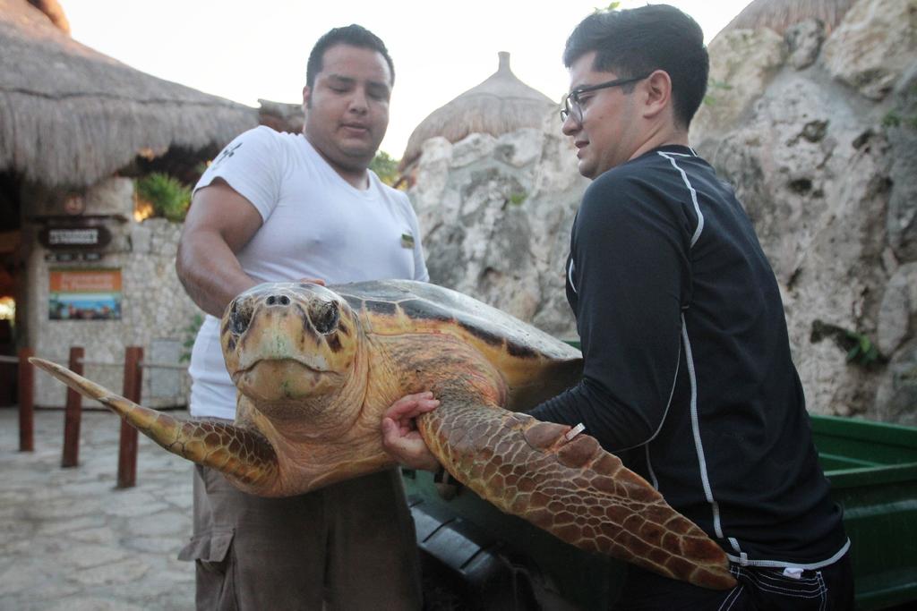 Liberan a 6 tortugas después de tratamiento en Quintana Roo