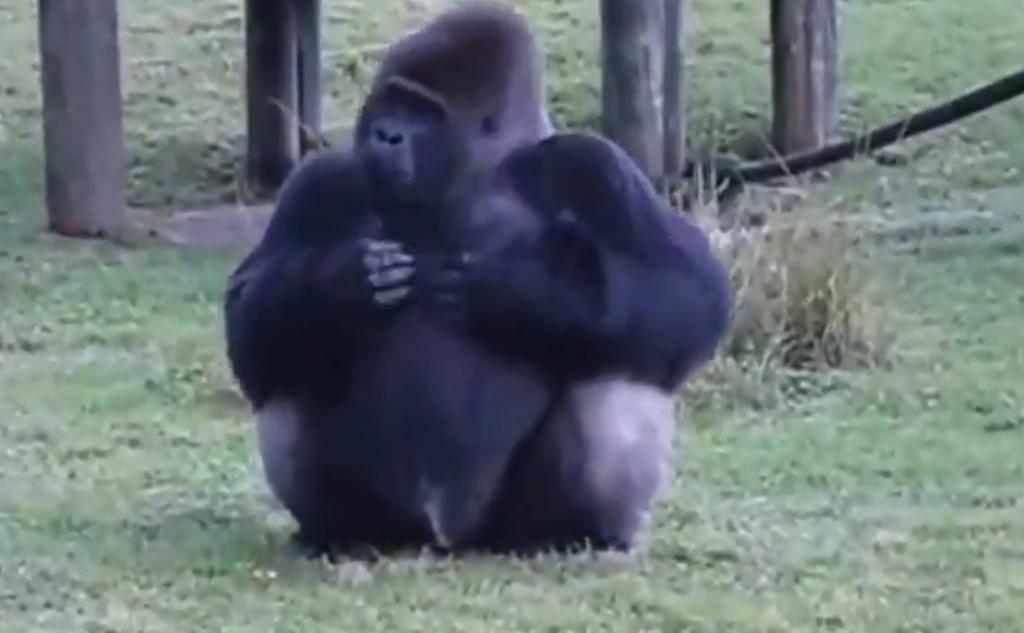 Gorila se vuelve viral al indicar con señas que no quiere más comida