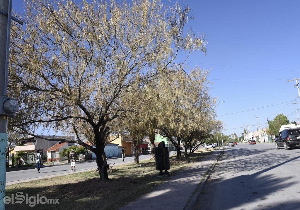 Municipios deben planificar arborización: Zulma Guerrero