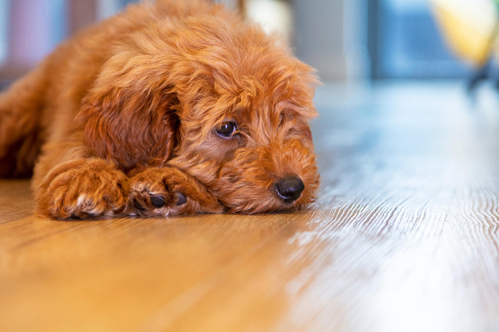 Las ocho cosas que puedes tener en casa que podrían matar a tu perro
