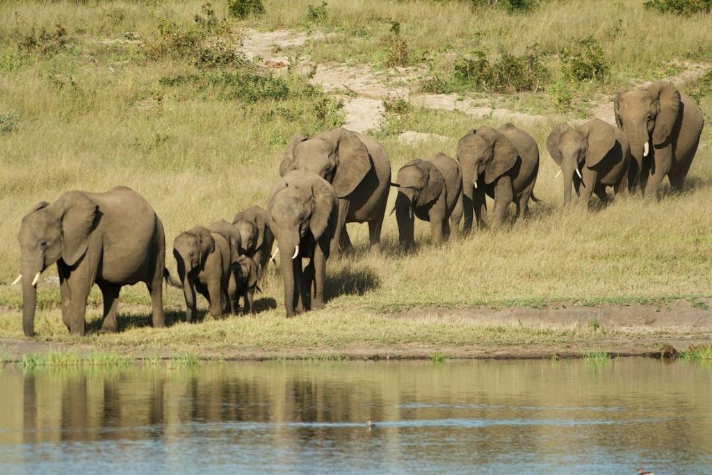 Elefante mata a fotógrafo que se acercó demasiado a su manada