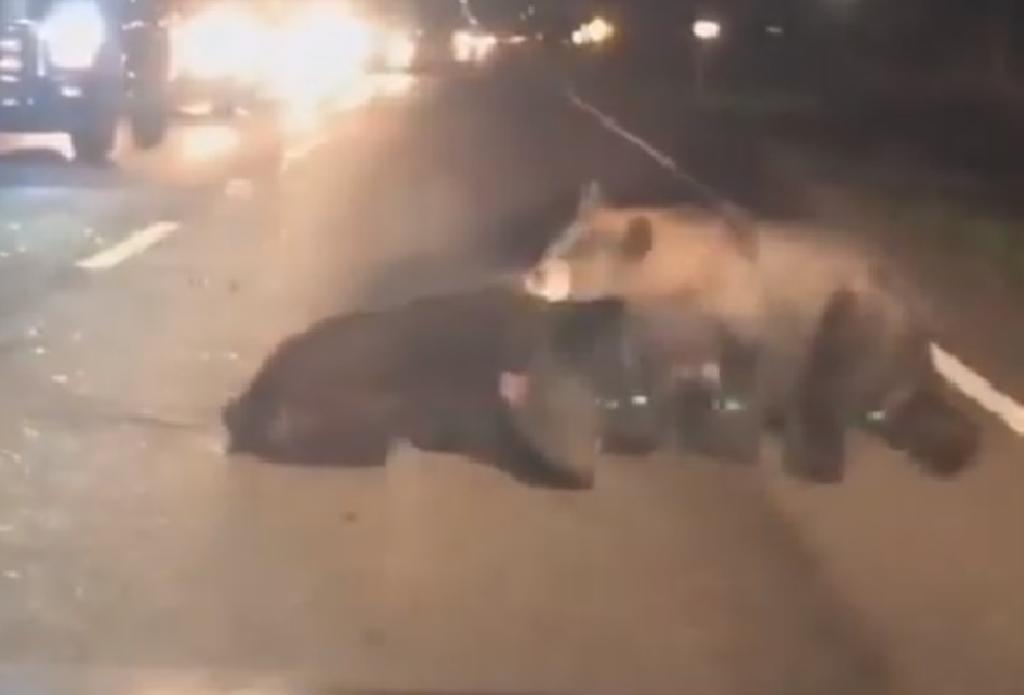 VIRAL: El estremecedor momento en que una mamá oso intenta salvar a su cachorro