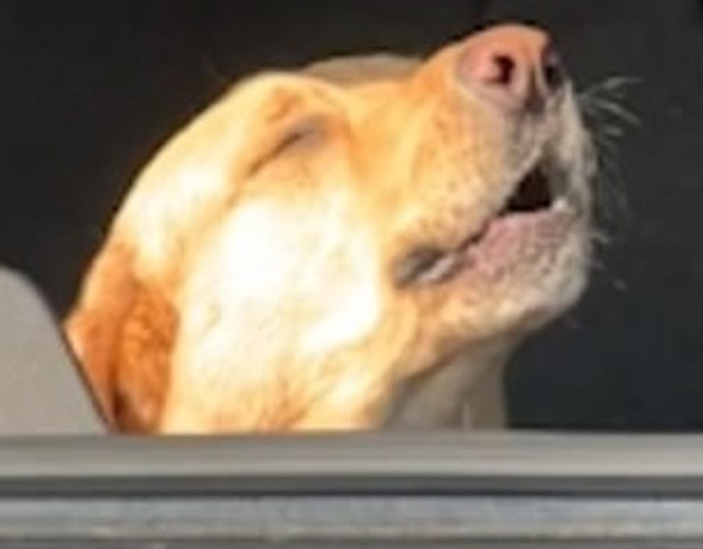 VIDEO: Perro 'borracho' protagoniza cómica escena