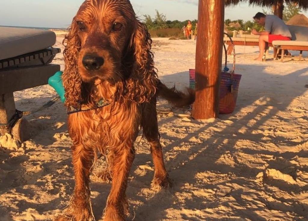 'Simón', el perro que se volvió tendencia en Twitter por su viaje al Caribe