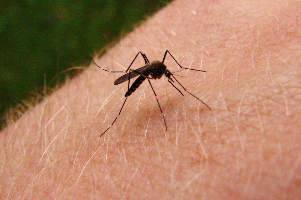 Evalúan posible caso de dengue en Torreón