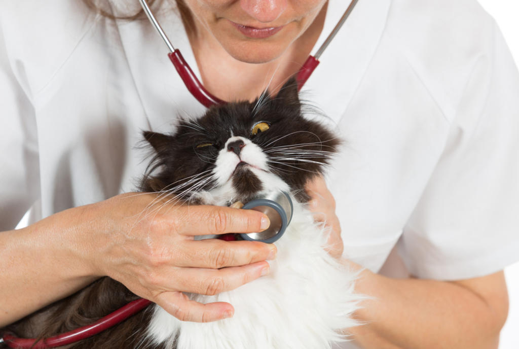 ¿Cada cuándo debe ir un gato al veterinario?