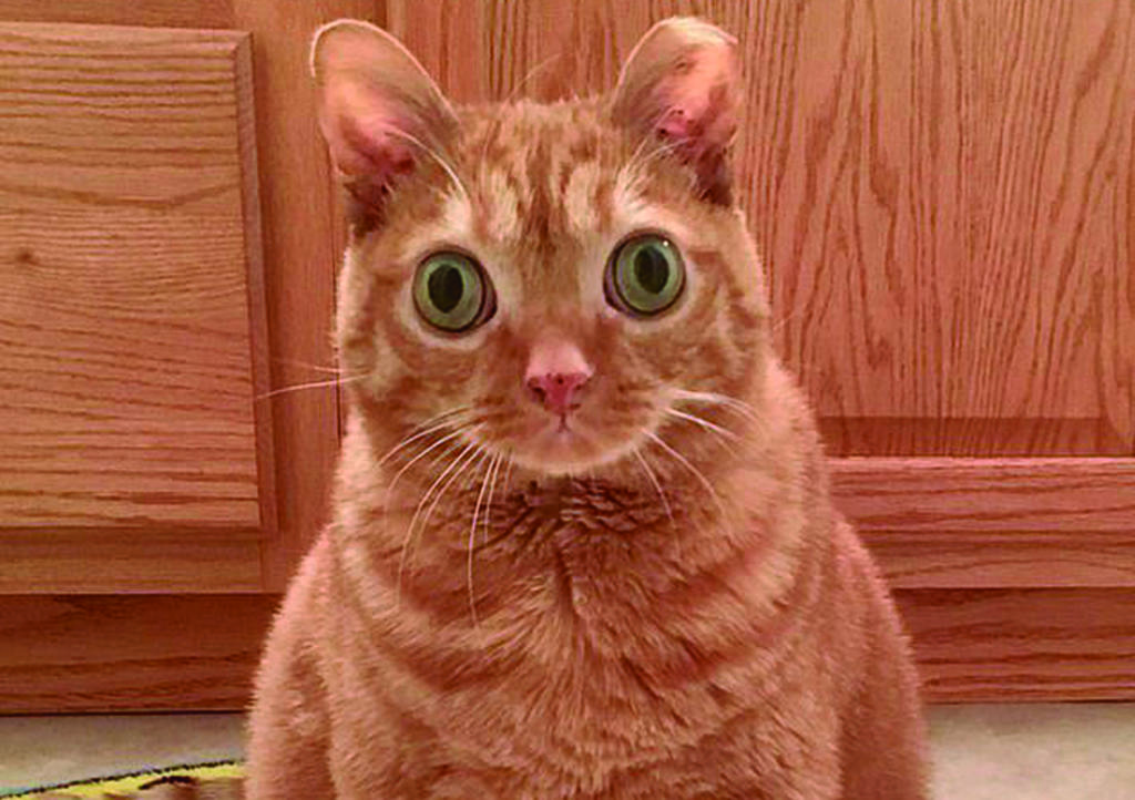 'Potato' el gatito que se hizo viral por sus ojos 'saltones'