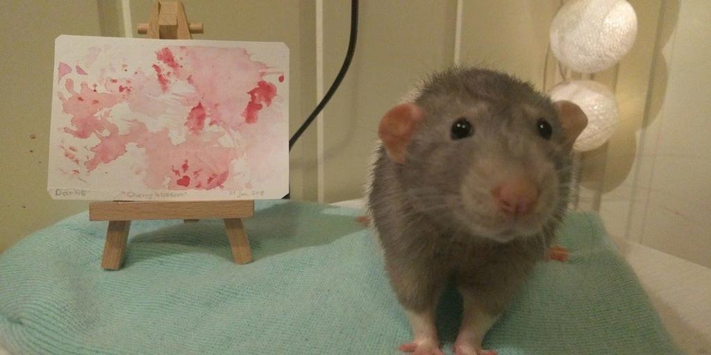 Chica vende arte creado por su rata en Internet