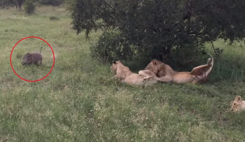 VIRAL: La reacción de un grupo de leones al ser despertados por un jabalí