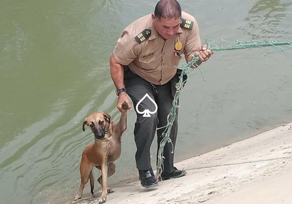 VIRAL: Policía rescata a perrito de ahogarse en un canal de riego