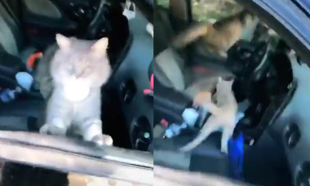 VIRAL: Gatos invaden el interior del carro de una mujer