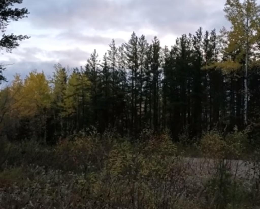 VIRAL: Captan 'extraños' gritos en un bosque canadiense