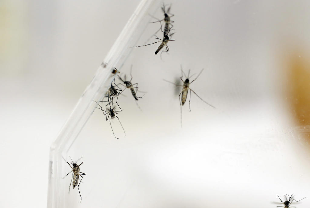 Secretaría de Salud registra en Coahuila 41 casos de dengue