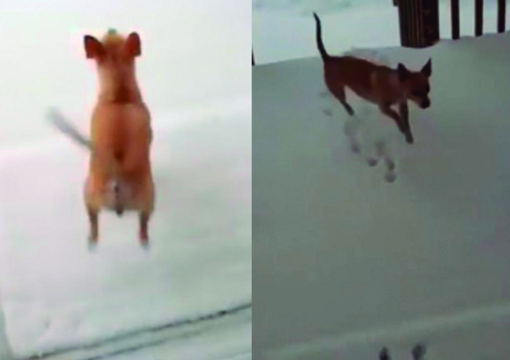Video: Chihuahua se arrepiente de querer salir a jugar por el frío