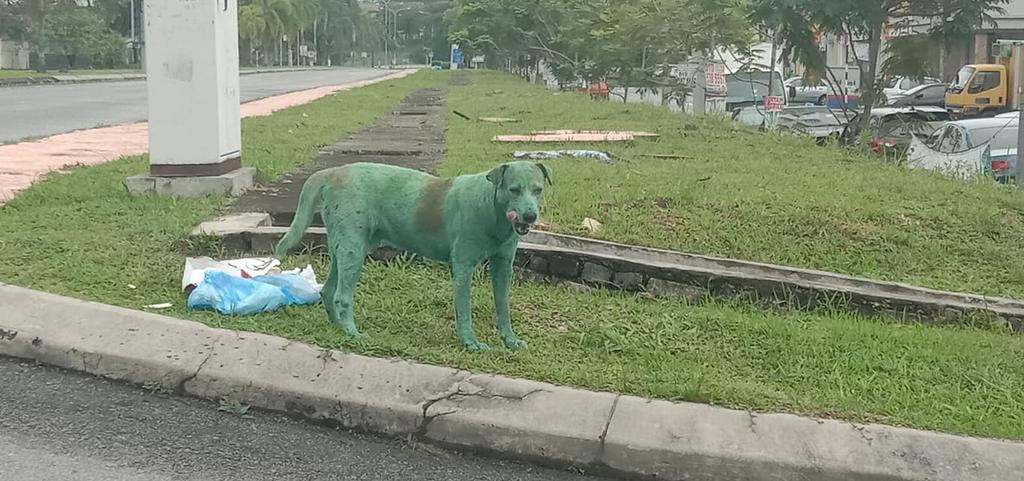 VIRAL: Indigna en redes sociales perro que fue pintado de color verde