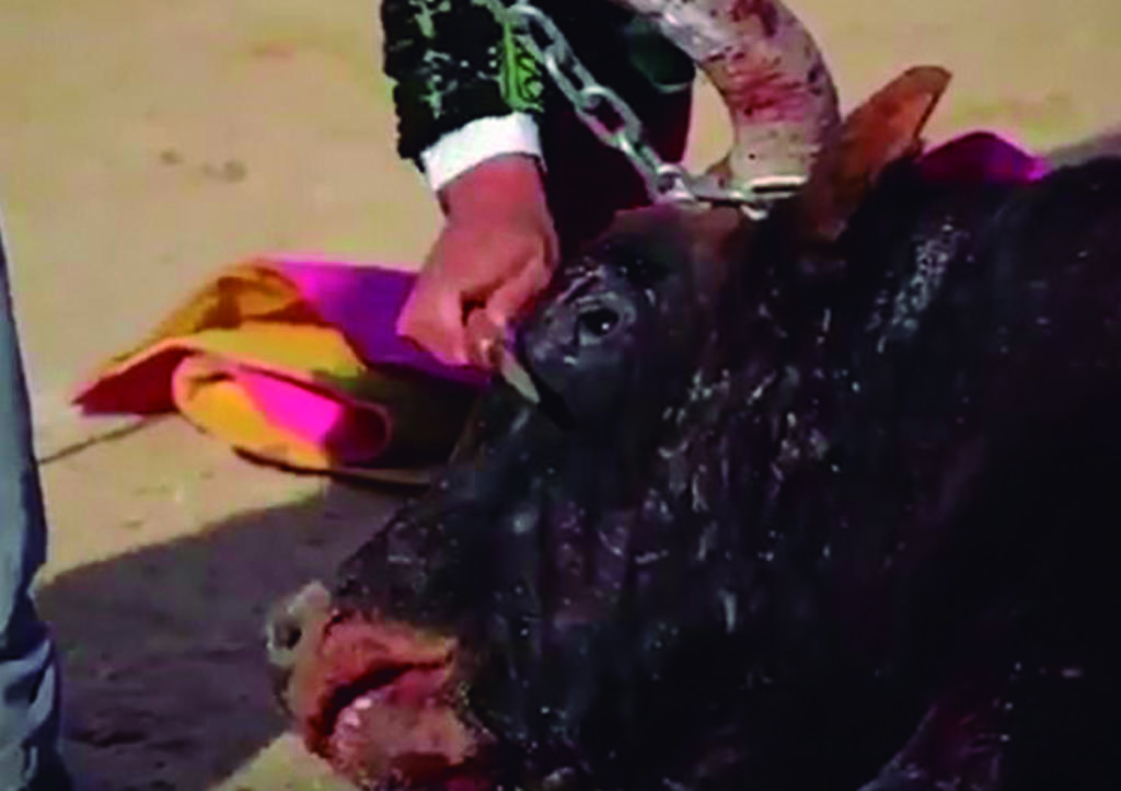PETA difunde video de torero apuñalando a toro en la cabeza