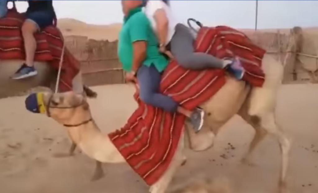 Video: Camello no resiste a turistas 'grandes' y cae al andar