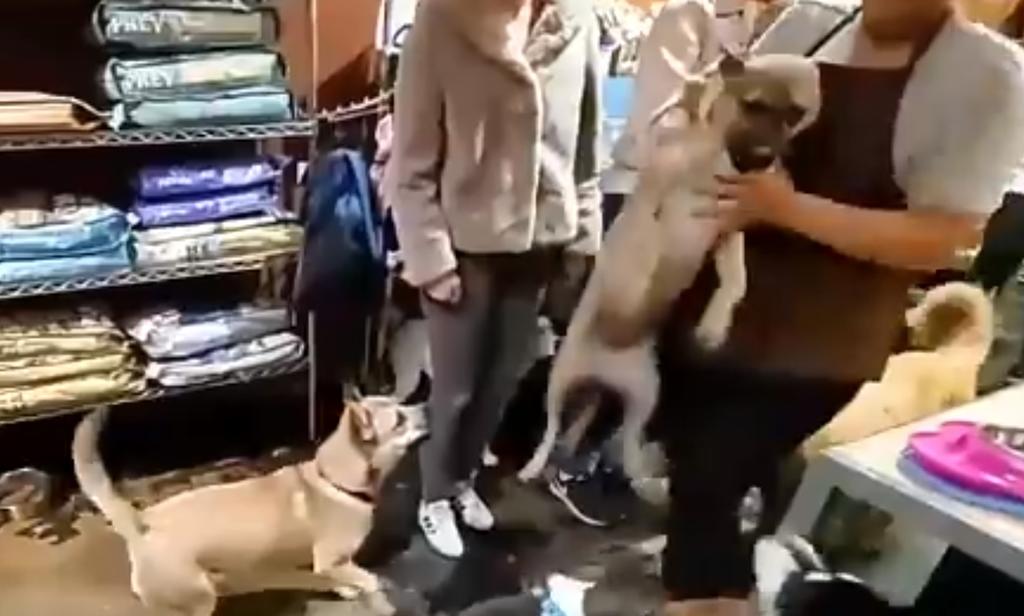VIDEO: Empleada agrede violentamente a perro en tienda de mascotas