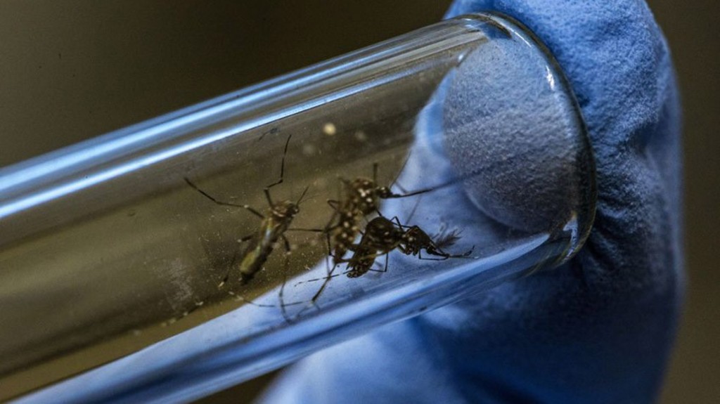Frío no frena al dengue en México