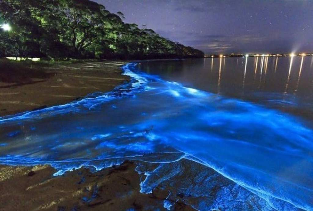 Fechas para disfrutar de la bioluminiscencia en playas mexicanas