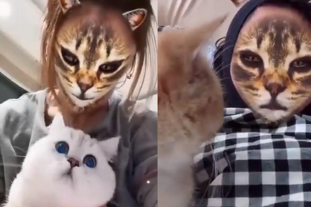 VIRAL: Las reacciones de gatos ante los filtros felinos en sus dueños