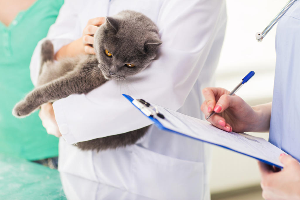 ¿Cuáles son las enfermedades más comunes en los gatos?