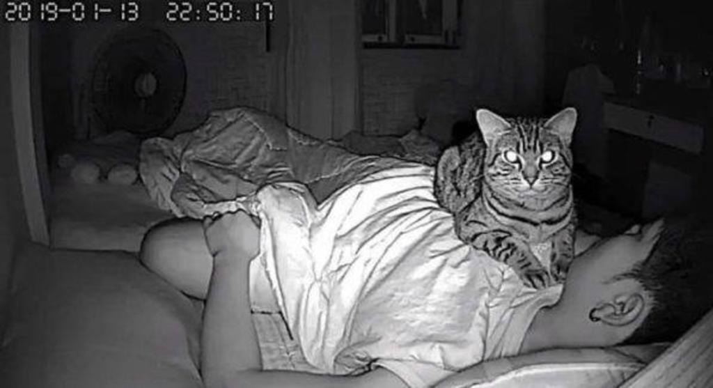 VIRAL: Descubre que su gato lo asfixiaba por las noches
