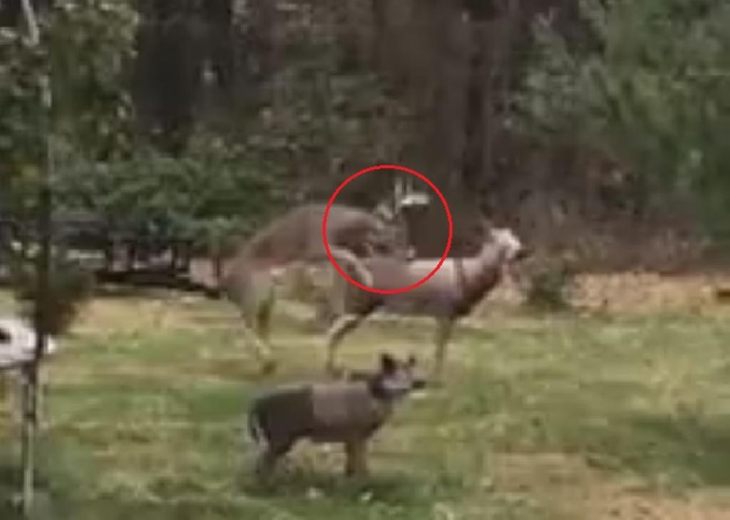 VIRAL: La reacción de un ciervo tras 'decapitar' a una 'hembra' al intentar aparearse
