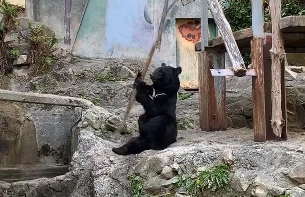 VIDEO: Oso sorprende con sus habilidades de 'kung fu' en un zoológico japones