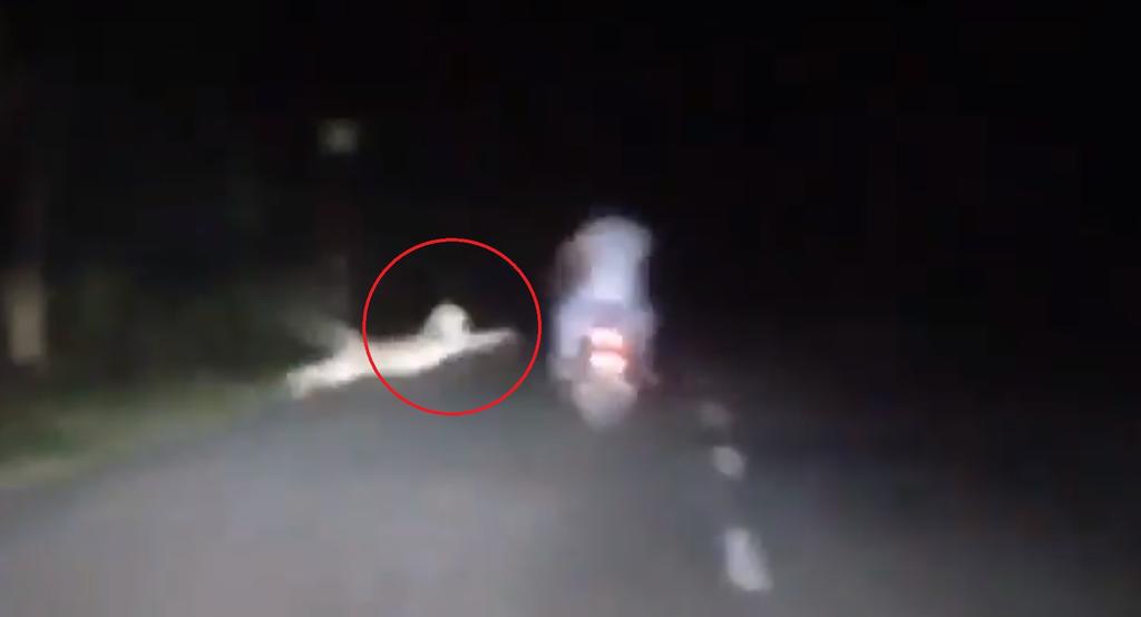 VIDEO: Motociclistas son atacados por un leopardo