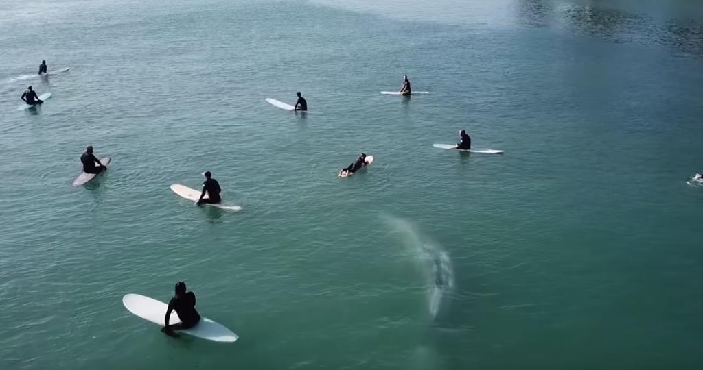 VIDEO: Enorme ballena sorprende a surfistas en el mar