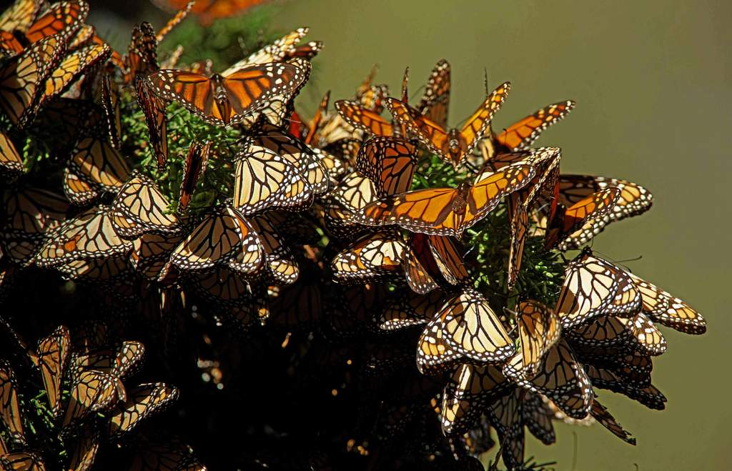 Santuarios de la mariposa Monarca que puedes visitar esta temporada en México