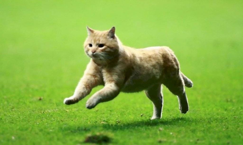 'Choricito', el gatito que quiere fichar el Bayern Munich