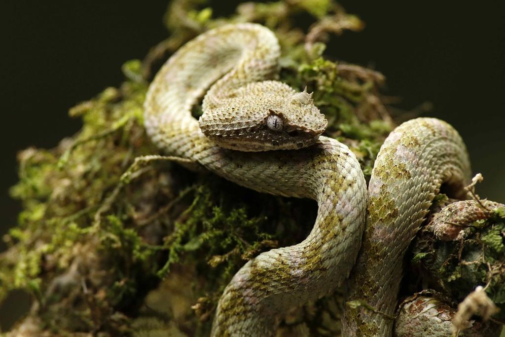 Serpientes tuvieron patas posteriores en sus primeros 70 millones de años
