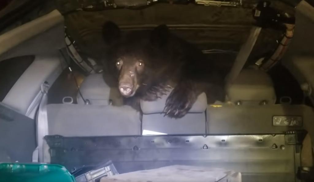 VIRAL: La reacción de un hombre al encontrar a un oso abordo de su automóvil