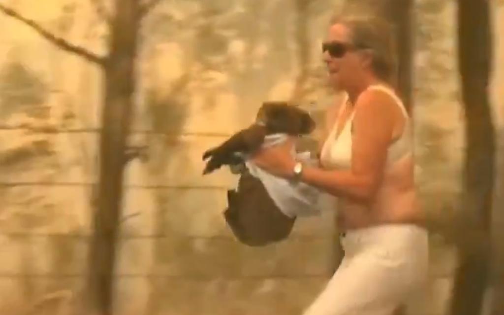 VIDEO: Mujer rescata a un koala de los incendios en Australia