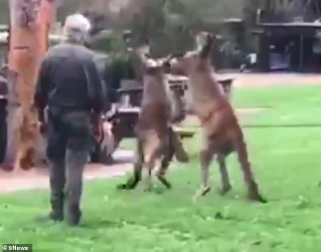 Dos canguros pelean furiosamente frente a turistas