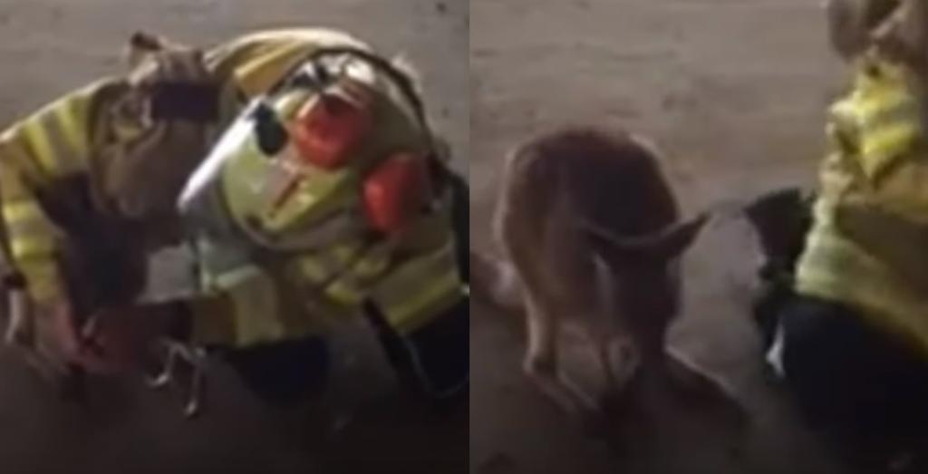 Bombera auxilian a un canguro intoxicado en Australia