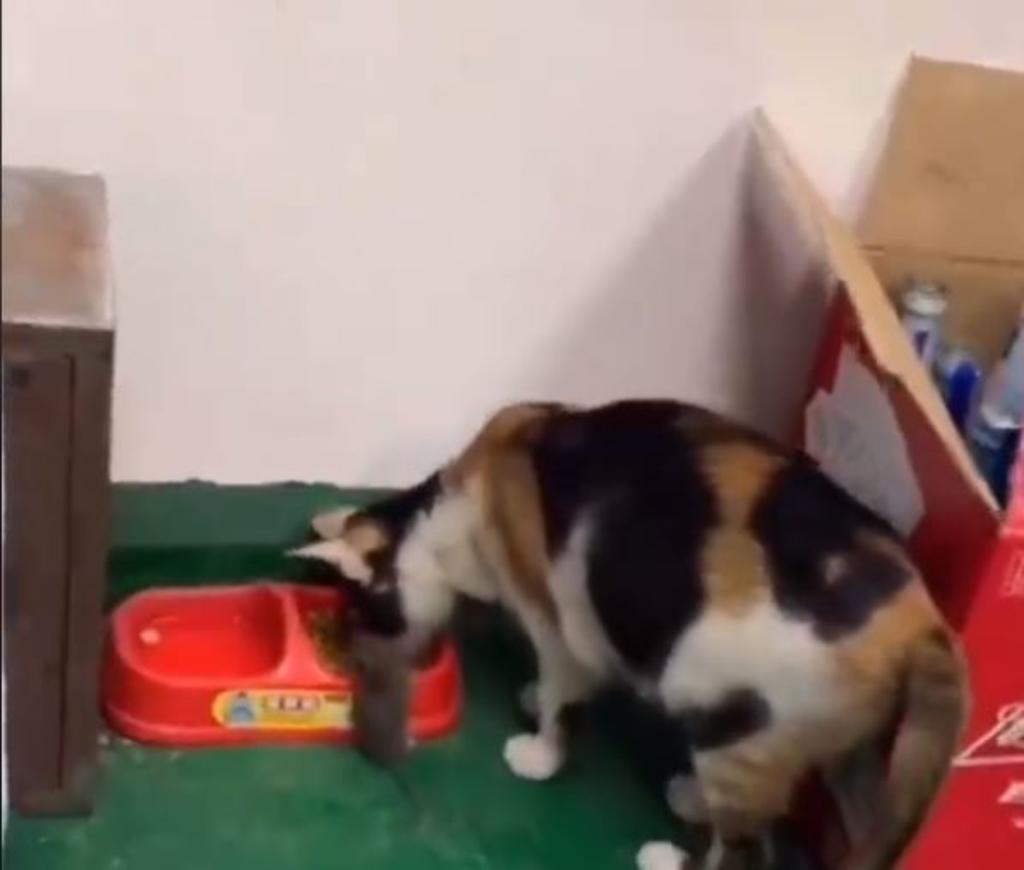 Viral: El gato que 'adoptó' a un ratón y le compartió de su croqueta