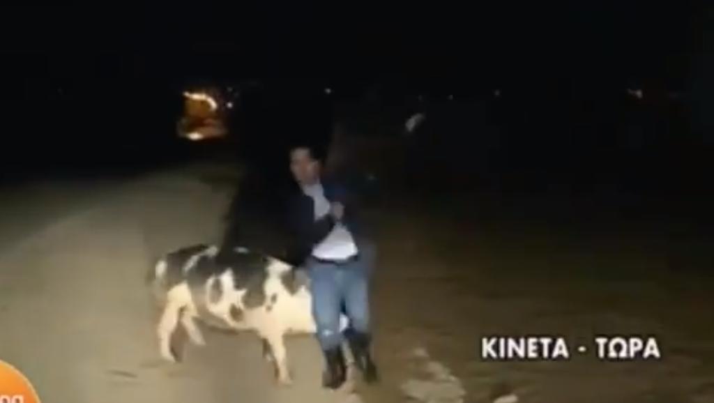 VIRAL: Reportero es atacado por un cerdo durante una transmisión en vivo