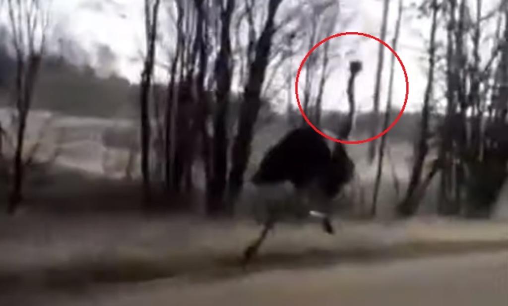 Avestruz sorprende a conductores en una carretera en Rusia