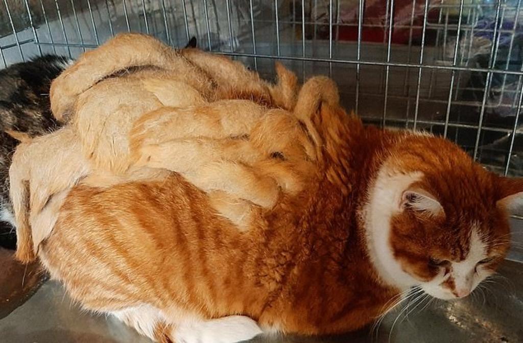 'Chamade', el gato con 'rastas' en su lomo de casi 1 kilo