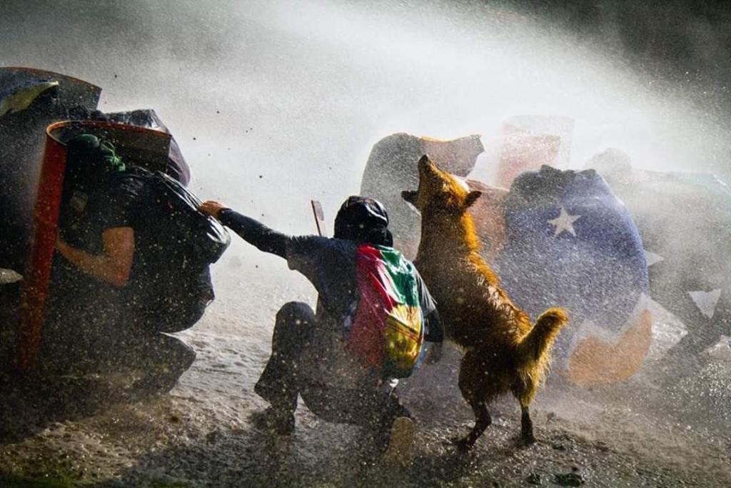 Perro protestante en Chile se gana la atención de miles