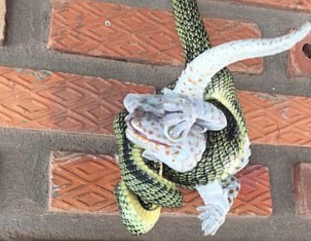 VIRAL: Serpiente estrangula a un gecko hasta la muerte