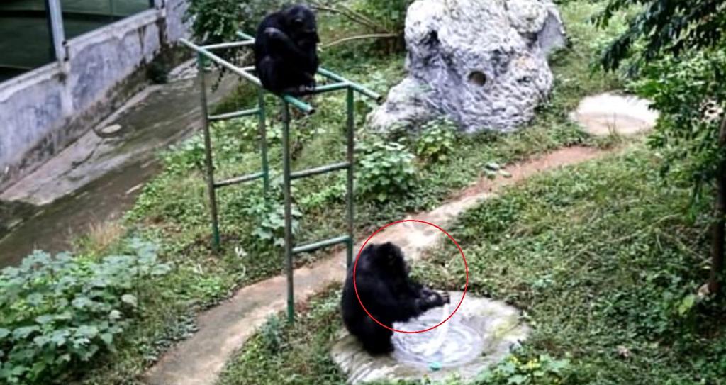 VIRAL: Chimpancé lava la ropa tras ver hacerlo a su cuidador del zoológico