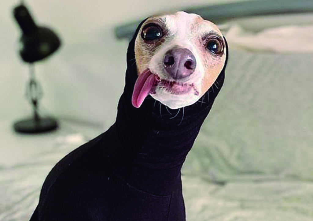 Fiorella, la adorable Gryhound que tiene la lengua de fuera