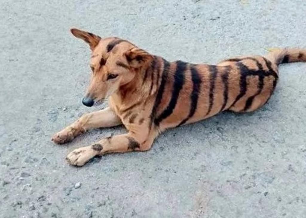 VIRAL: Hombre pinta a su perro como un tigre para evitar robos