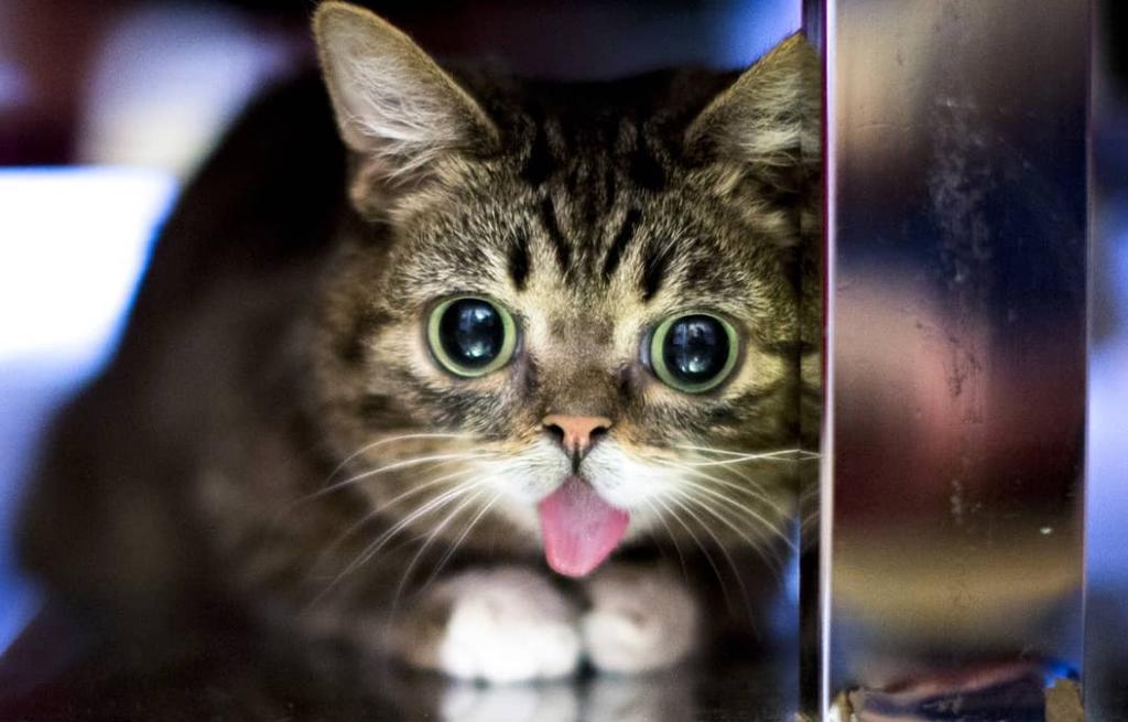 Fallece 'Lil Bub', la gata que se hizo famosa por posar con la lengua de fuera