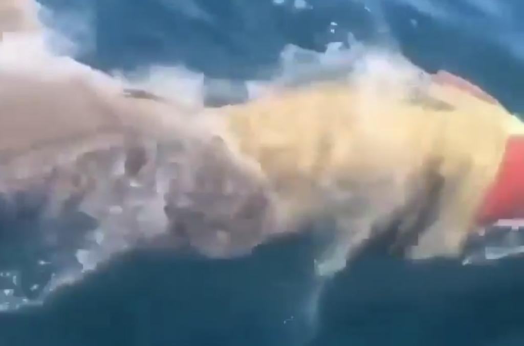 VIDEO: Tiburón devora a un pez de su tamaño